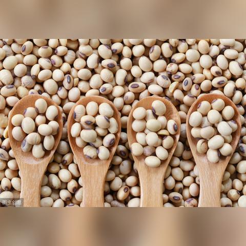 小麦最新价格与行情走势深度解析