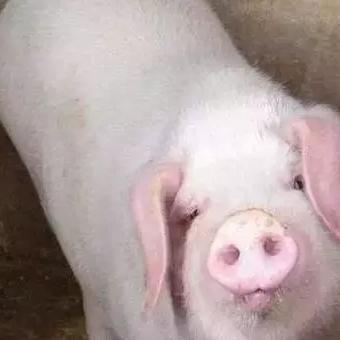 猪仔价格最新动态今日播报