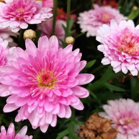 孕然成妻最新章节更新速递