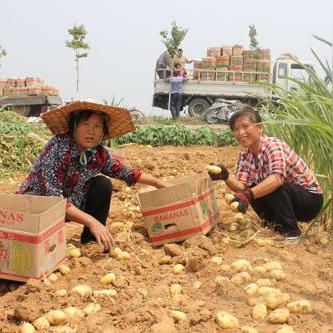 泰安肥城土豆价格动态解析