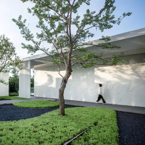 都市绿洲，梧桐君子诗意描绘新篇章