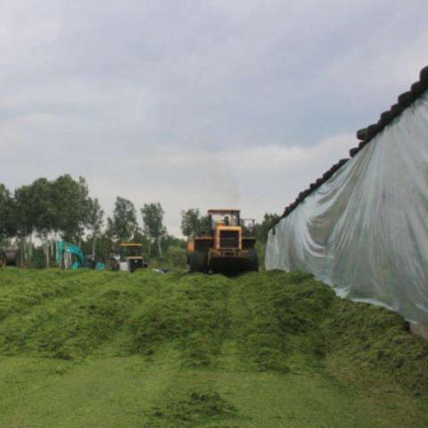 最新抗肉牛应激法提升生产效率和健康水平