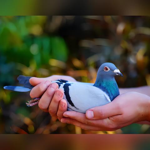 赛鸽天地，速度与激情的极致探寻视频