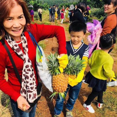 临高最新命案阿菠萝事件内幕解析