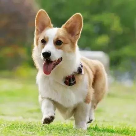 吉先生引领潮流新风尚，打破刻板印象