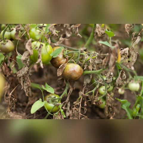 山东番茄产地最新价格行情分析