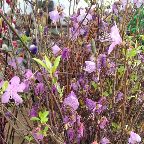 杜鹃最新模特照片，时尚潮流魅力展现