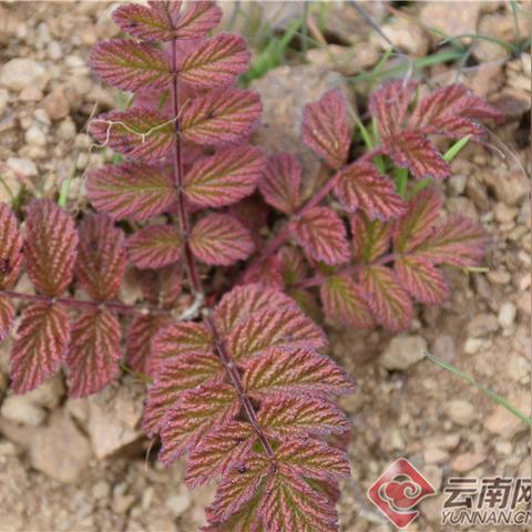 金铁锁种子最新价格走势及分析