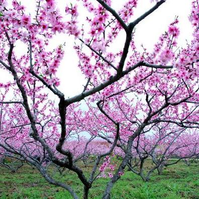 桃花春色最新章节，奇迹世界的绽放