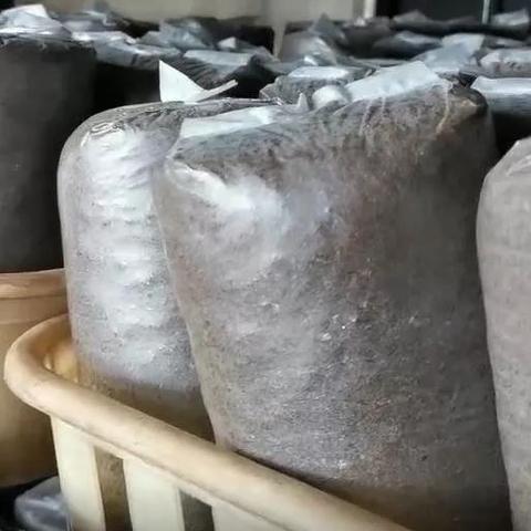 山东麦麸价格行情最新分析