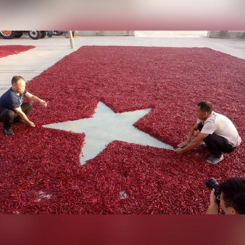 河南临颖辣椒价格走势分析