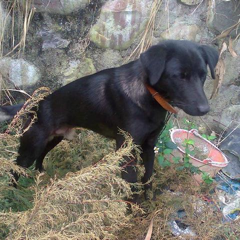 揭秘，2025凉山猎犬最新价格与购买指南