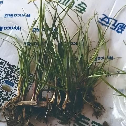 江苏盐城小麦价格走势分析