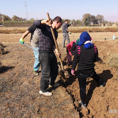 陇西党参今日价格走势分析