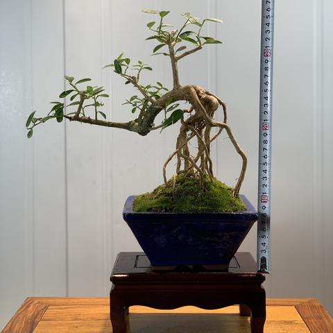 山桔盆景图片大全及创作指南