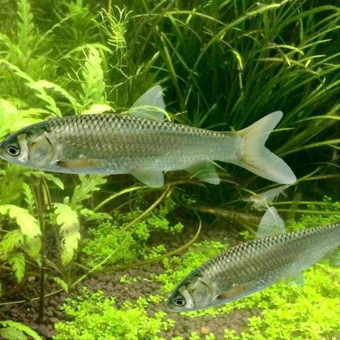 草鱼价格行情报告，最新市场动态分析