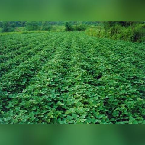 红薯种植新技术揭秘与应用