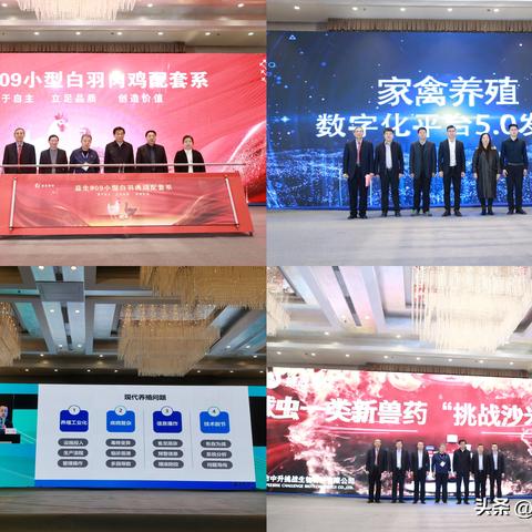 山东肉鸡今日价格概览与行情分析