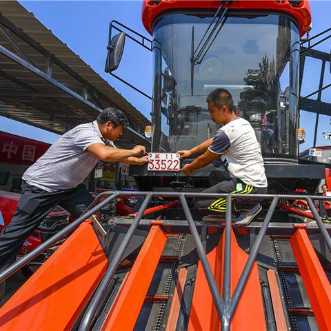 武强今日玉米价格走势分析