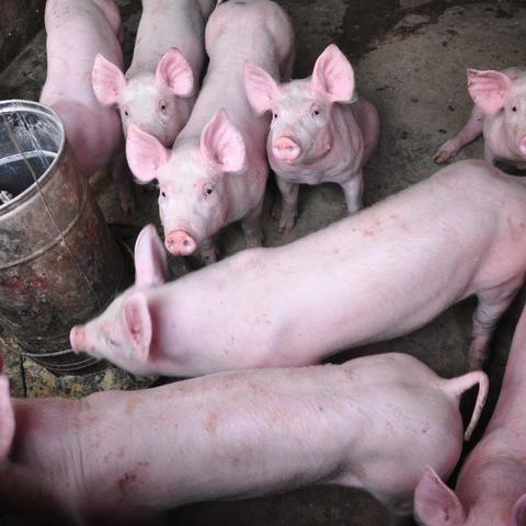 河南豆柏价格最新走势分析