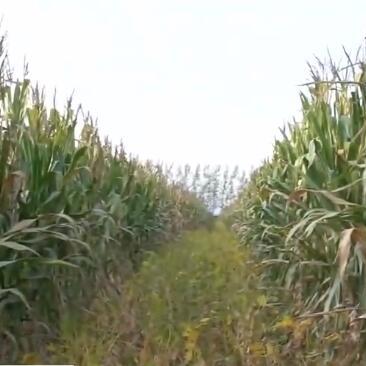 漯河玉米价格走势分析