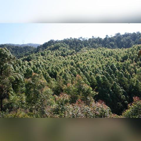 四川森工改革动态更新