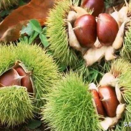 七叶树价格表，最新行情与分析摘要